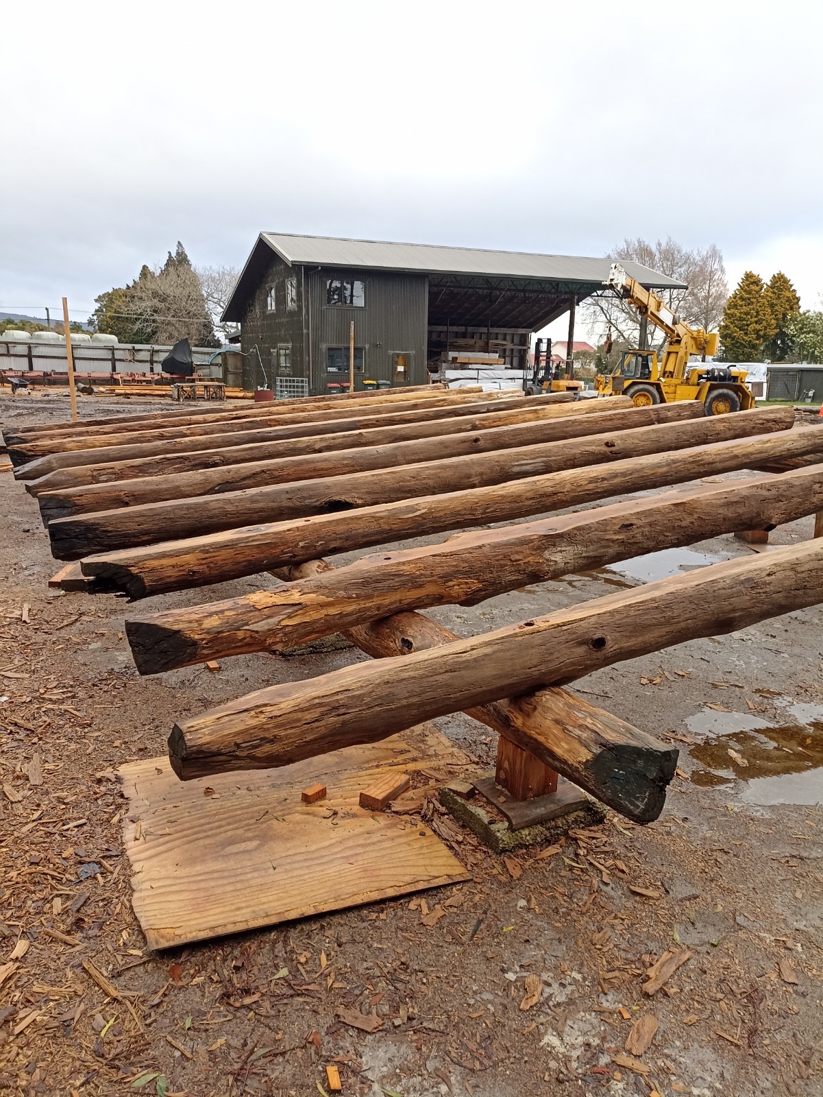Raw timber logs drying at the New Zealand yard